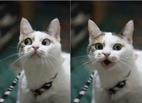 Кот удивлённо открывает рот
