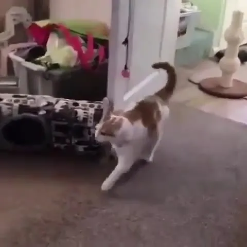Кот эффектно падает на пол