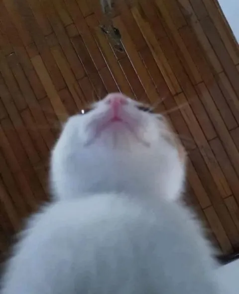 Кот смотрит снизу