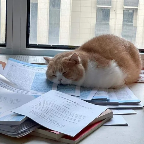 Кот вместо учёбы