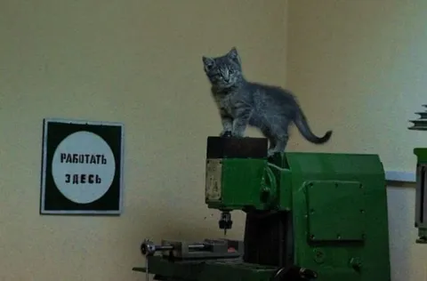 Кот работает здесь