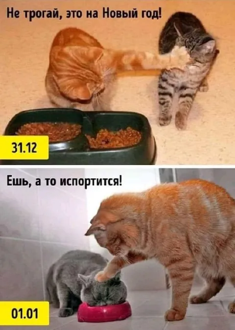 Коты до и после Нового года