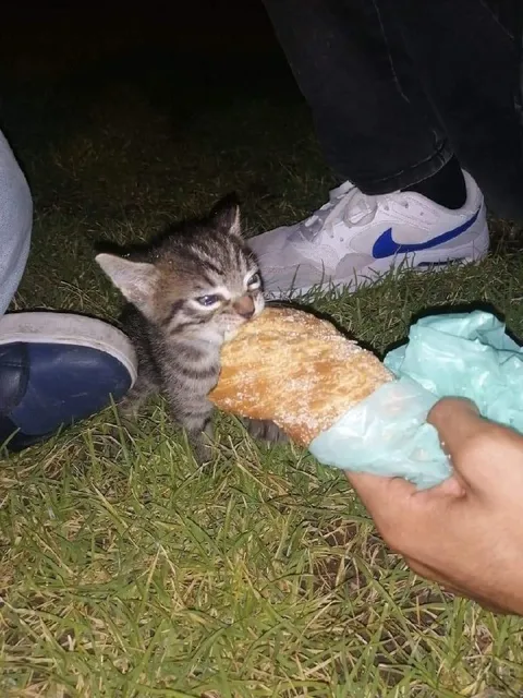 Котёнок не отпускает хлеб