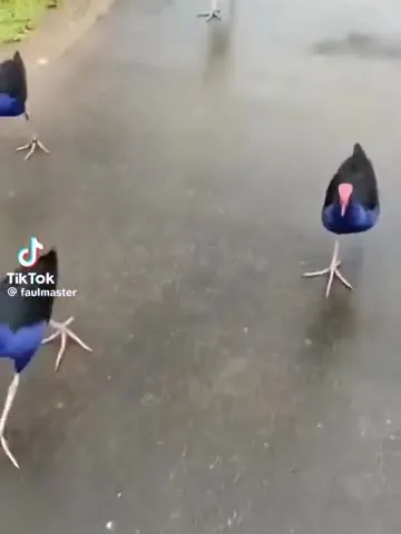 Bird With Office Chair Legs