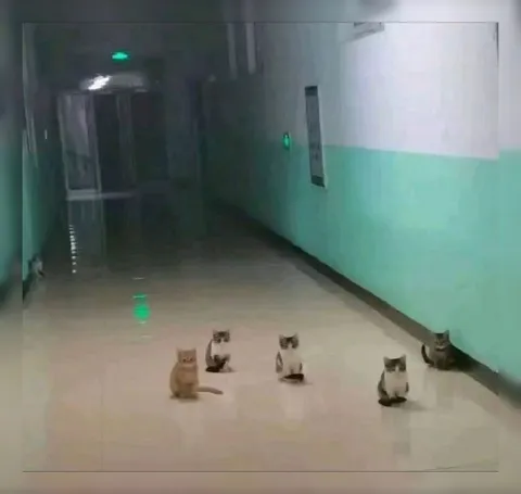 Кошачий консилиум в коридоре