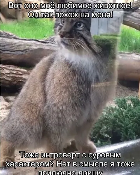 Любимое животное-интроверт