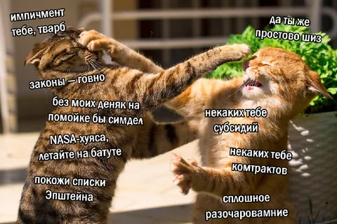 Кошки спорят о субсидиях