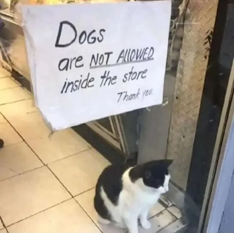 Cat Under the Dogs Sign