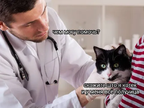 Котек у которого всё получится