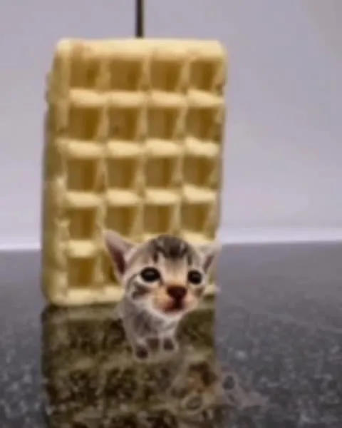 Котёнок за вафлей взрывается