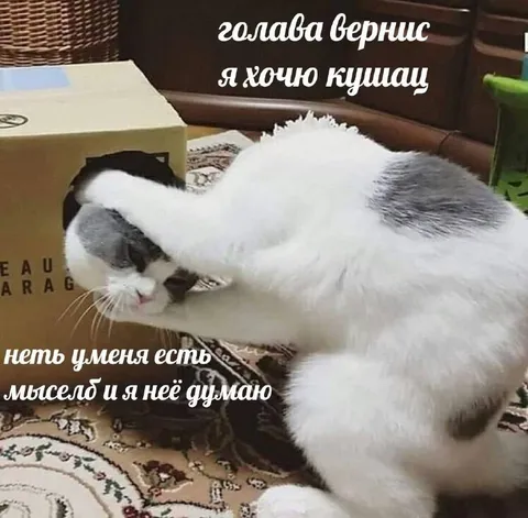 Кот думает о еде