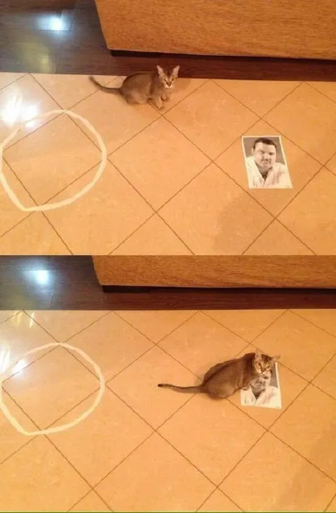 Кот выбирает фотографию
