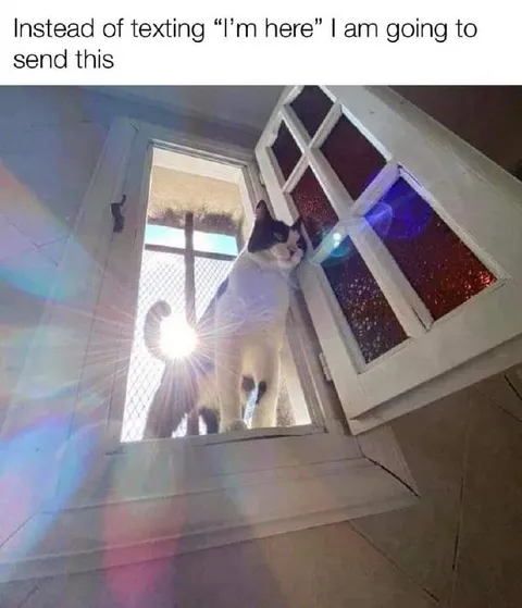 Cat Announces Its Arrival