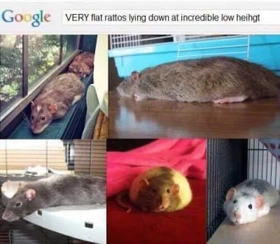 Very Flat Rats Lying Down