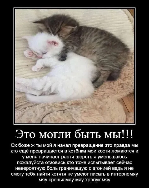 Это могли быть мы