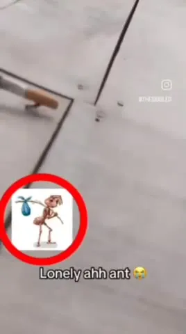 Lonely Ant Wanders Alone