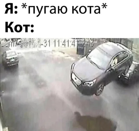 Кот пугает в ответ