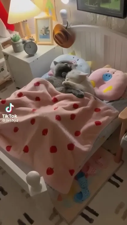 Котята укладываются спать