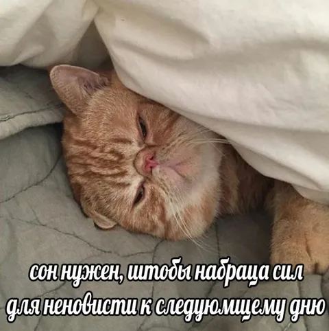 Сон для ненависти к дню