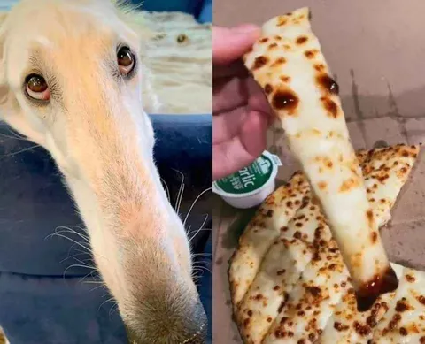 Борзая и лепёшка