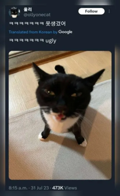 못생긴 고양이 반응