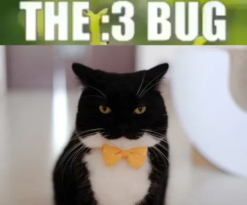The 3 Bug Tuxedo Cat