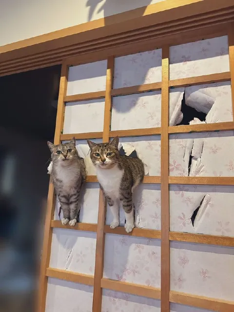 Коты пролезли через ширму
