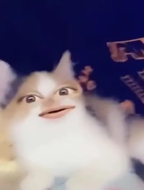 Кот, который превращается в овцу