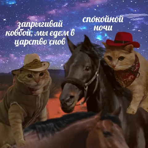 Коты отправляются в царство снов