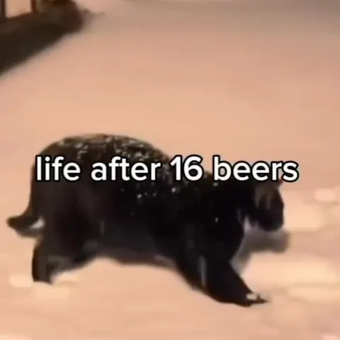 Life After 16 Beers Cat