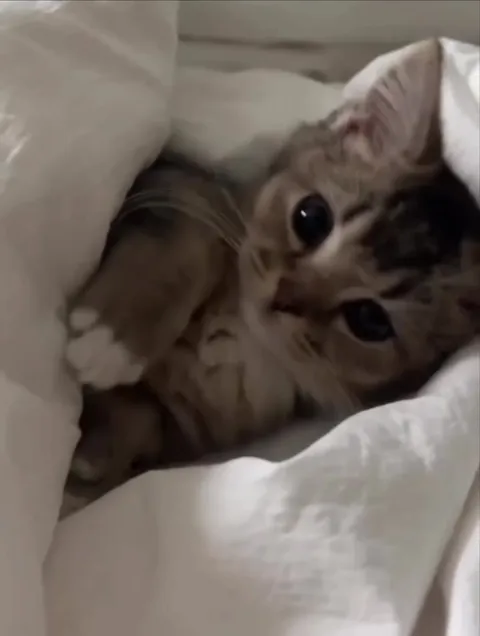 Котёнок уютно валяется в постели
