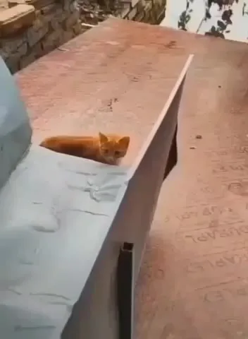Кот запускает снежную лавину