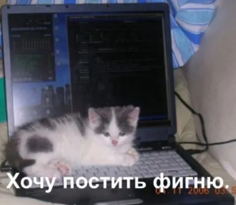 Кот хочет постить фи́нью