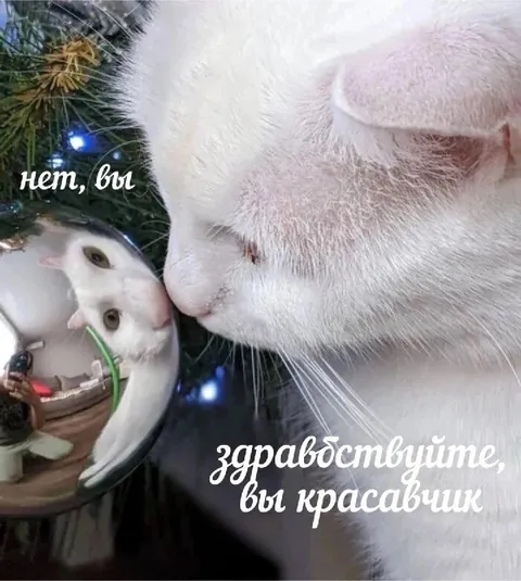 Кот смотрит в зеркало