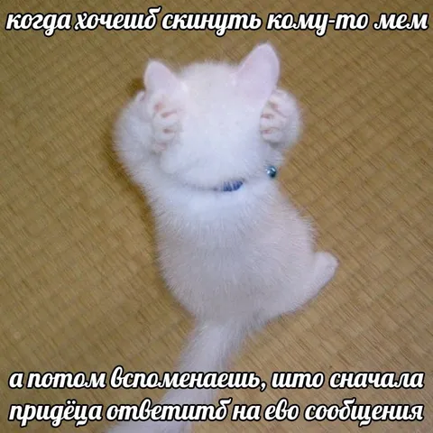 Кот не хочет отвечать на сообщения