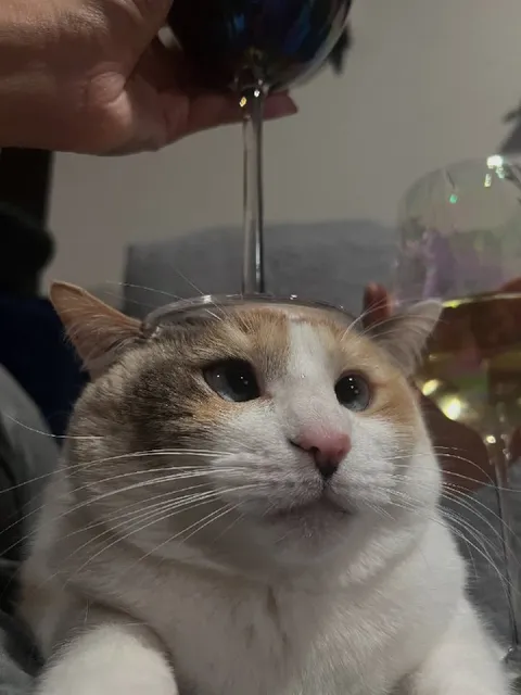Кот под бокалом