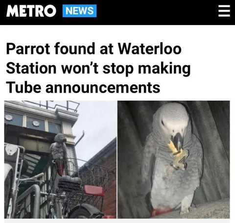 Parrot Makes Tube Announcements