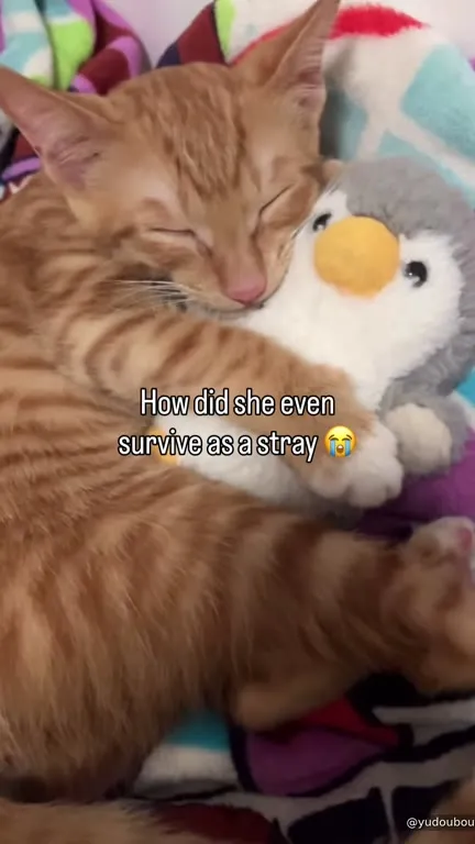 Stray Cat’s Surprising Survival