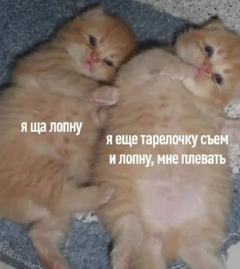 Котята после еды