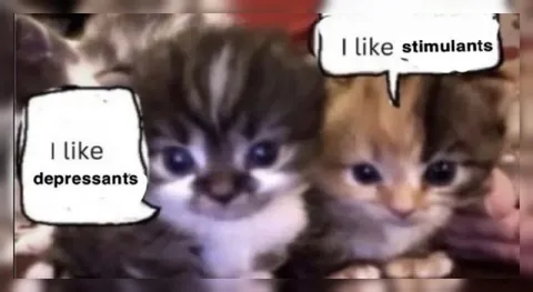 Kittens Like Different Drugs