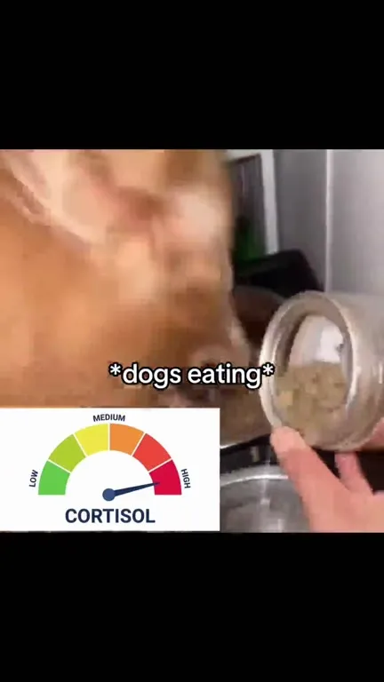 Dogs and Cats Cortisol Levels
