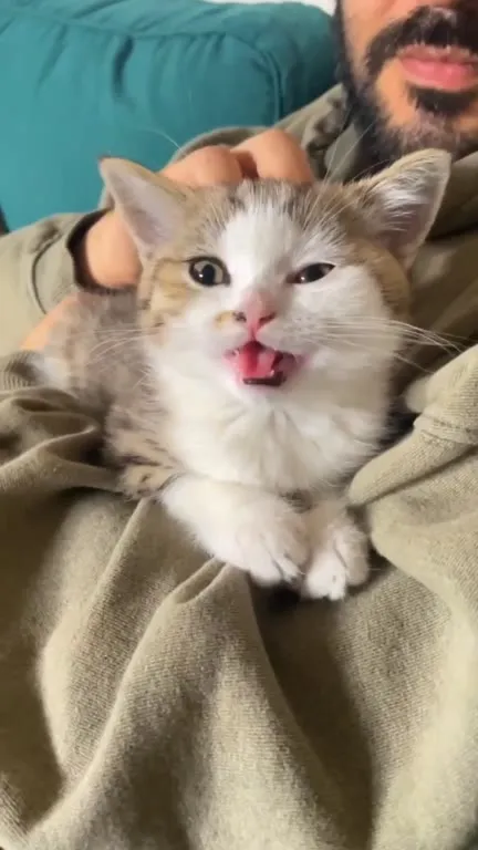 Котёнок громко мяукает и засыпает