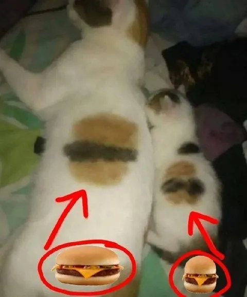Котики с гамбургерами на спине