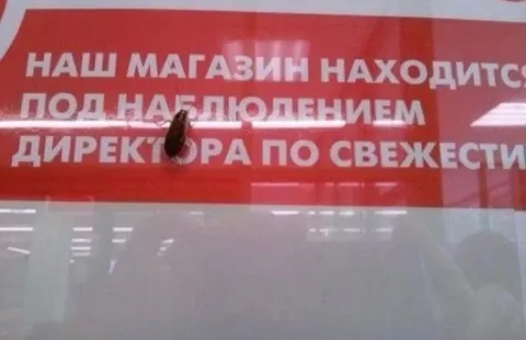 Директор по свежести