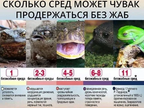 Сколько сред выдержит чувак