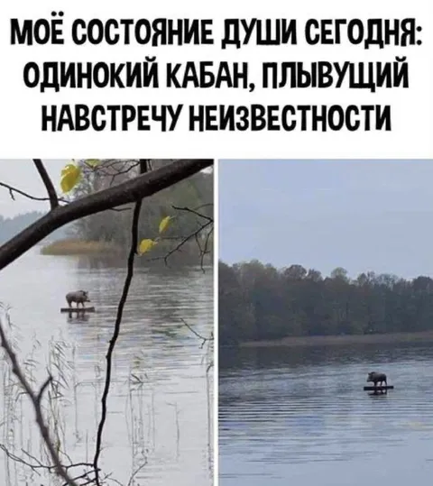 Одинокий кабан навстречу неизвестности