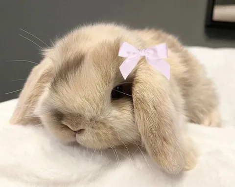 Зайчик с розовым бантиком