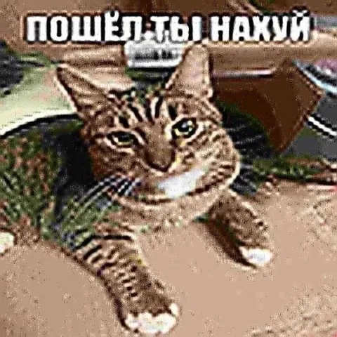 Кот посылает нахуй