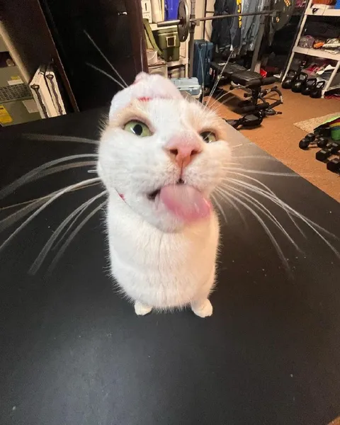 Кот с высунутым языком