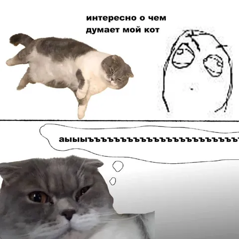 О чём думает мой кот